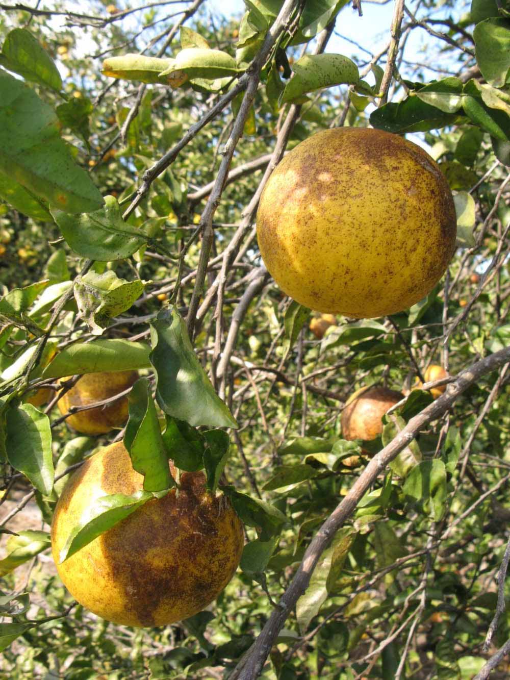            Fruit (Winter Haven, FL)   